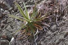 Agave microceps