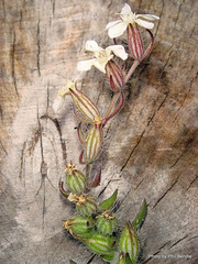 Silene gallica anglica