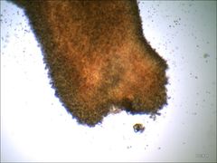 Cantharellus corallinus