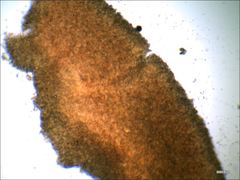 Cantharellus corallinus