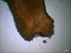 Cantharellus corallinus