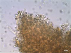 Cantharellus corallinus