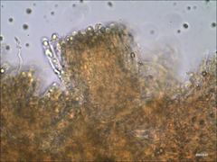 Cantharellus corallinus