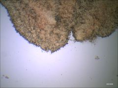 Cantharellus corallinus