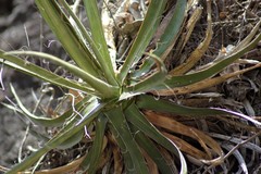 Agave microceps