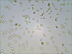 Cantharellus corallinus