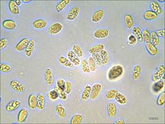 Cantharellus corallinus