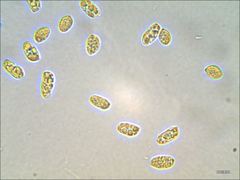 Cantharellus corallinus