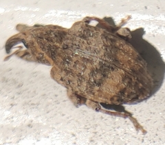 Conotrachelus seniculus