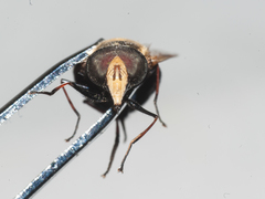 Copestylum abdominale