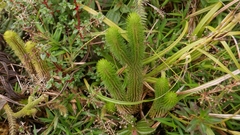 Phlegmariurus sieberianus