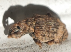 Conotrachelus seniculus