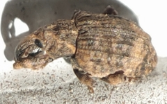 Conotrachelus seniculus