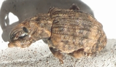 Conotrachelus seniculus