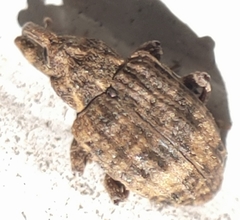 Conotrachelus seniculus