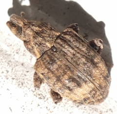 Conotrachelus seniculus