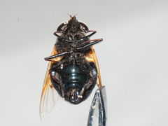 Copestylum abdominale