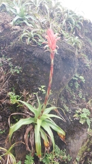 Pitcairnia bifrons