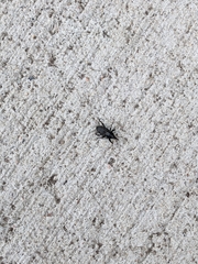 Sphenophorus cicatristriatus