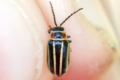 Disonycha pensylvanica