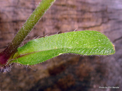 Silene gallica anglica