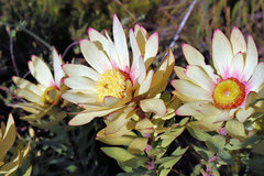 Leucadendron orientale