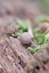 Lycogala exiguum