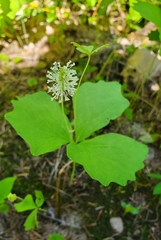 Achlys triphylla