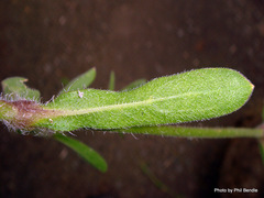 Silene gallica anglica