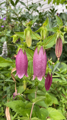 Campanula punctata