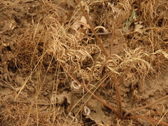 Lomatium triternatum brevifolium