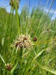Bolboschoenus maritimus paludosus