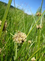 Bolboschoenus maritimus paludosus
