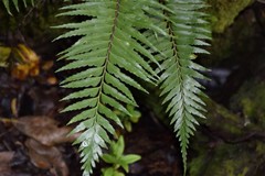 Asplenium contiguum