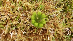 Phlegmariurus sieberianus