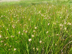 Bolboschoenus maritimus paludosus