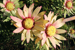 Leucadendron orientale