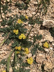 Oreoxis alpina