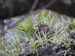 Encyclia adenocaula