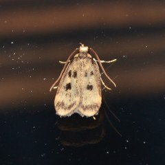 Martyringa latipennis