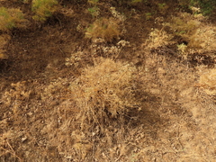 Lomatium suksdorfii