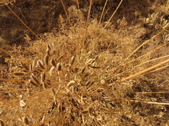 Lomatium suksdorfii