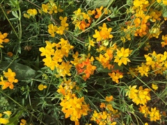 Lotus corniculatus