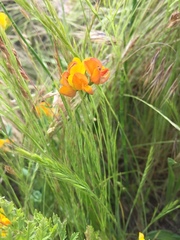 Lotus corniculatus