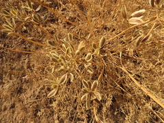 Lomatium suksdorfii