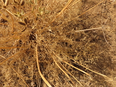 Lomatium suksdorfii