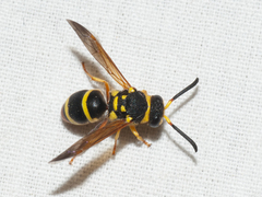 Pachodynerus cubensis