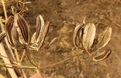Lomatium suksdorfii