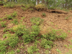 Lomatium suksdorfii