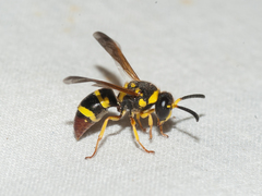 Pachodynerus cubensis